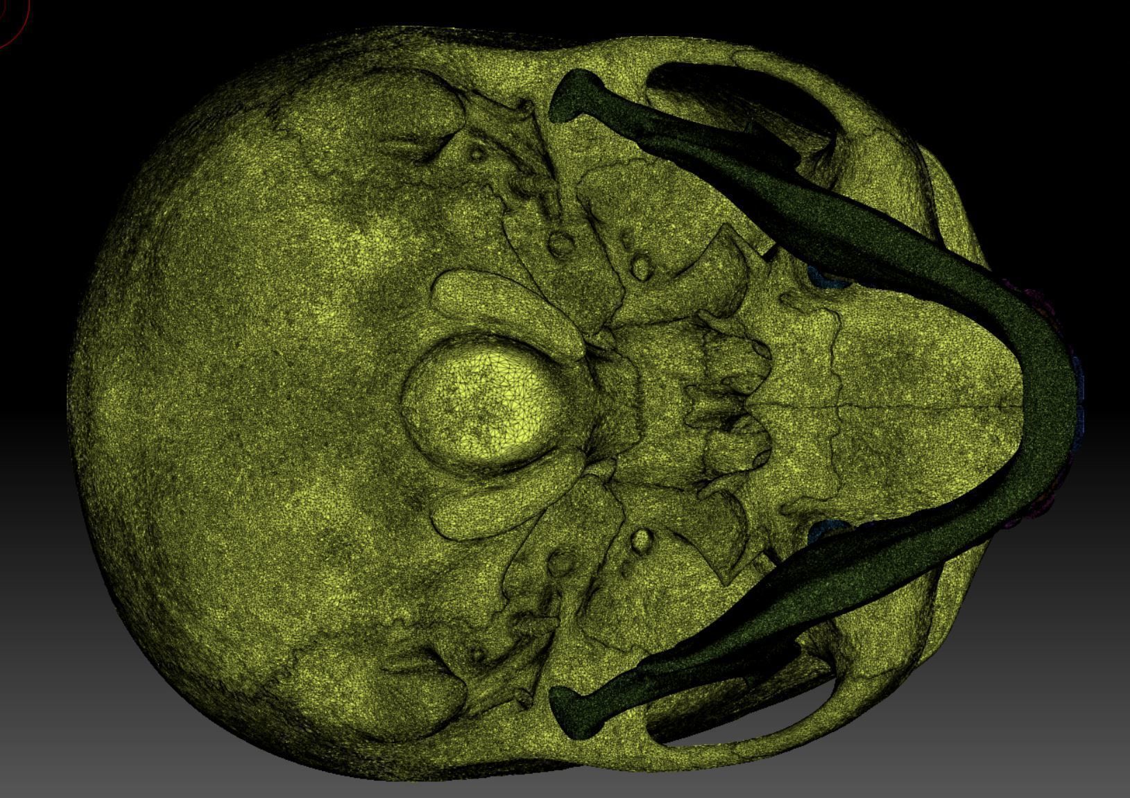 Skeleton - Skeletal System - 3D Printing 3D print model_144