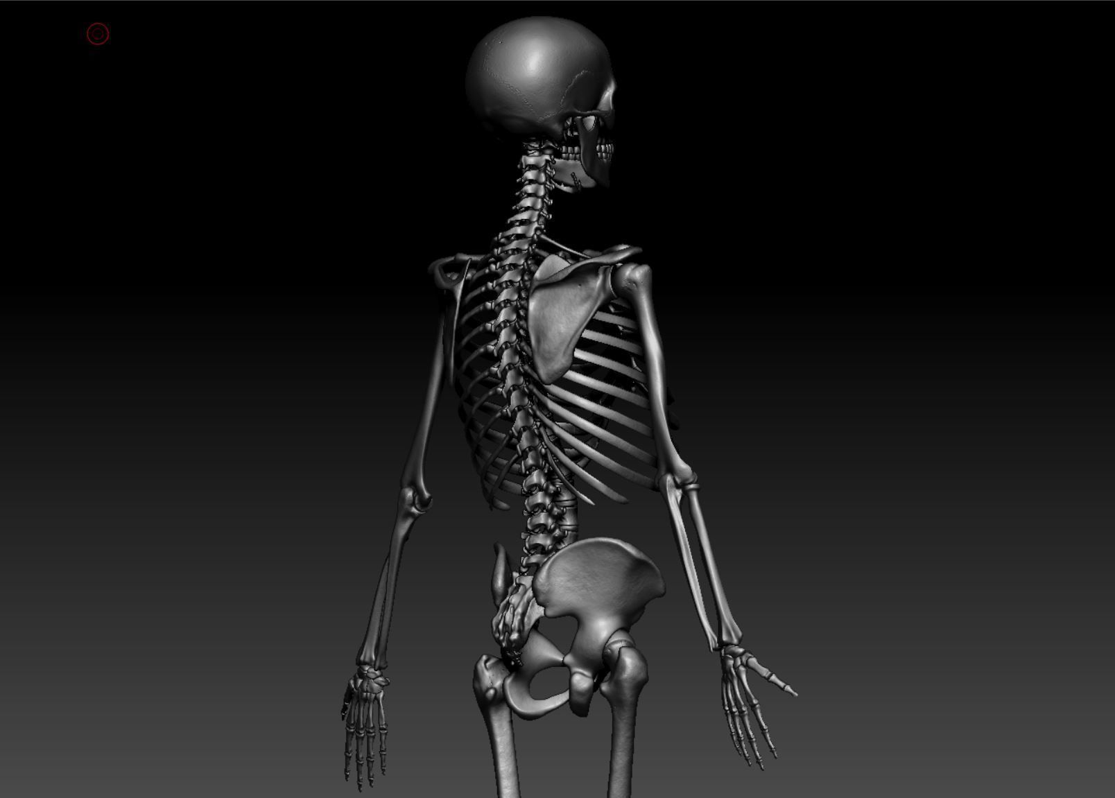 Skeleton - Skeletal System - 3D Printing 3D print model_112