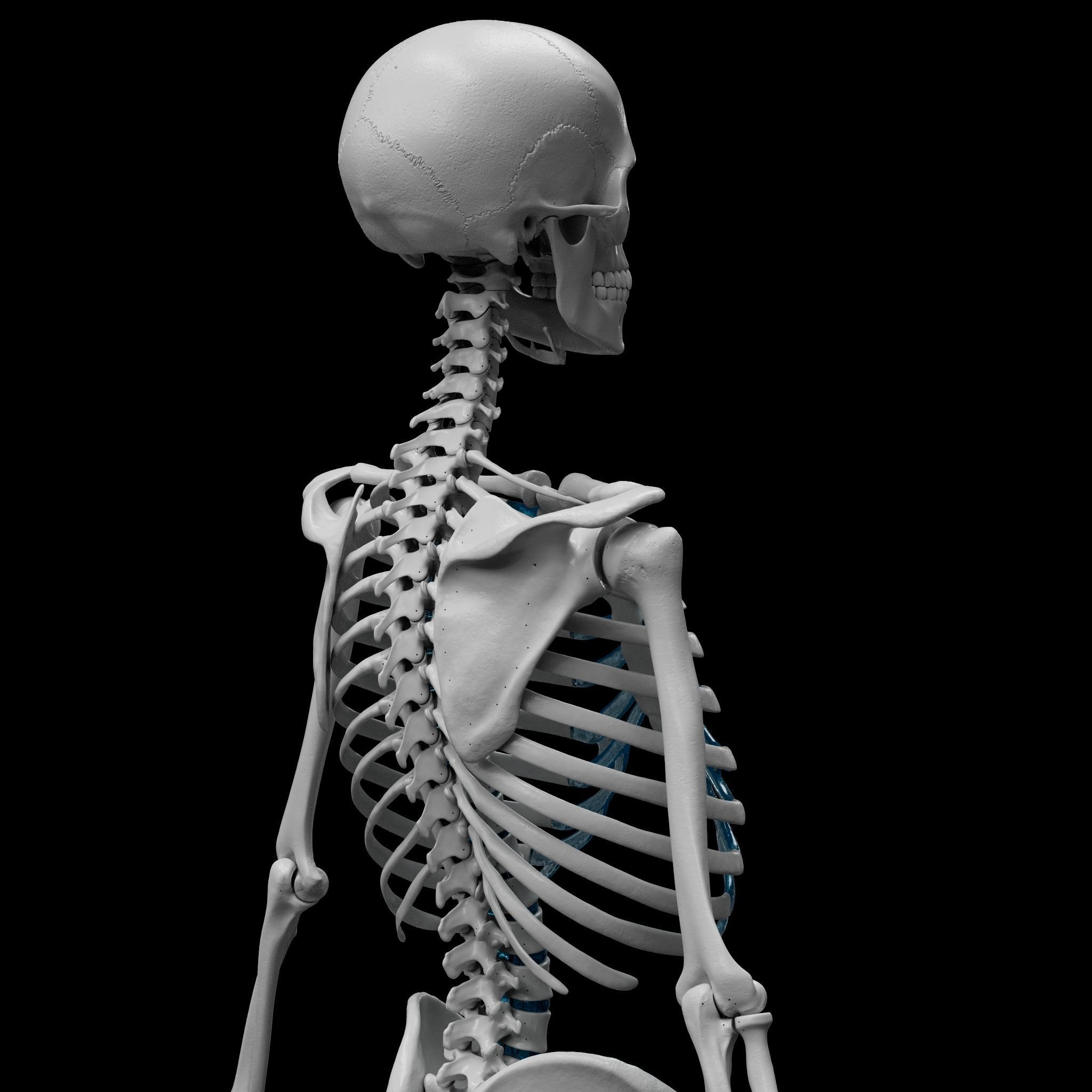 Skeleton - Skeletal System - 3D Printing 3D print model_5