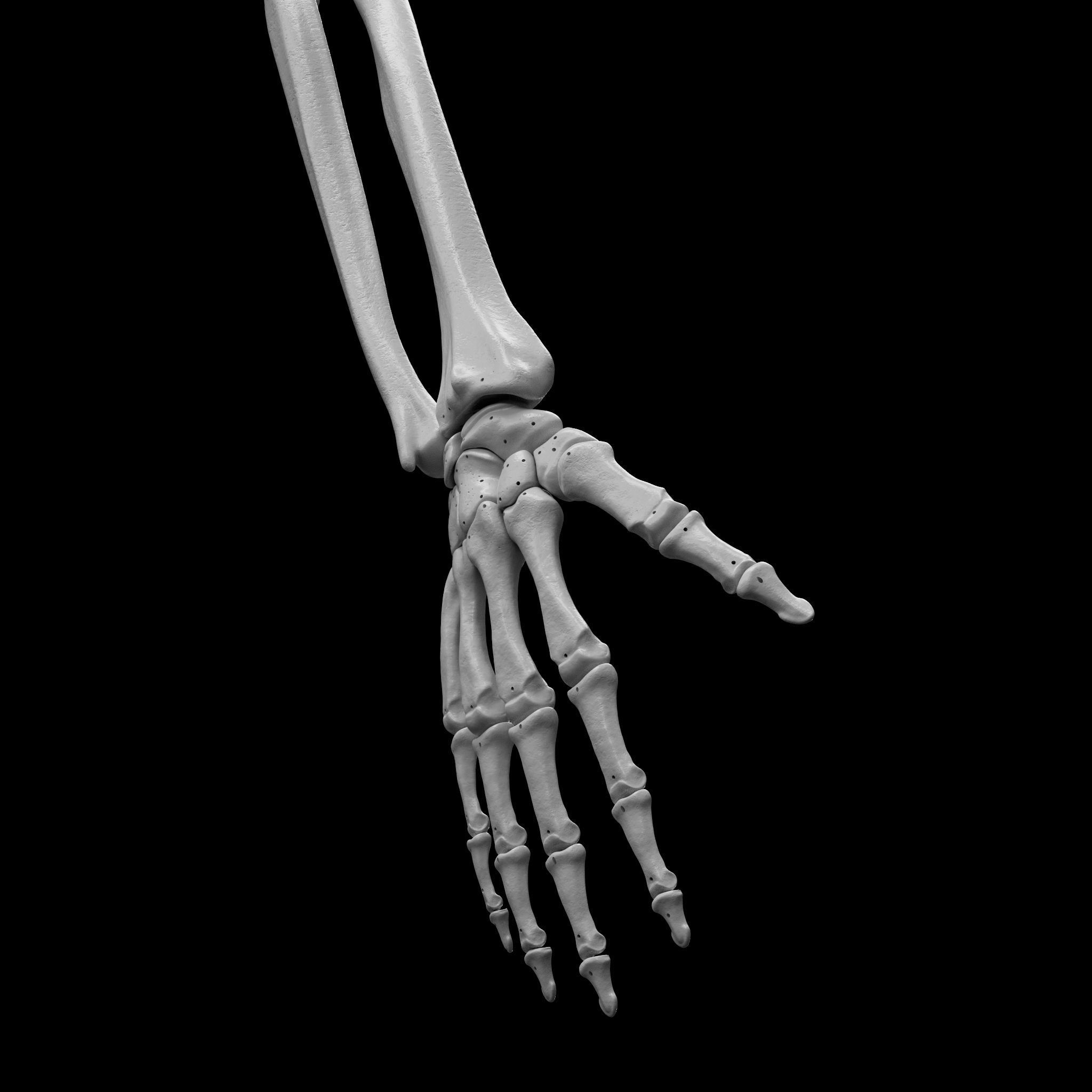 Skeleton - Skeletal System - 3D Printing 3D print model_53