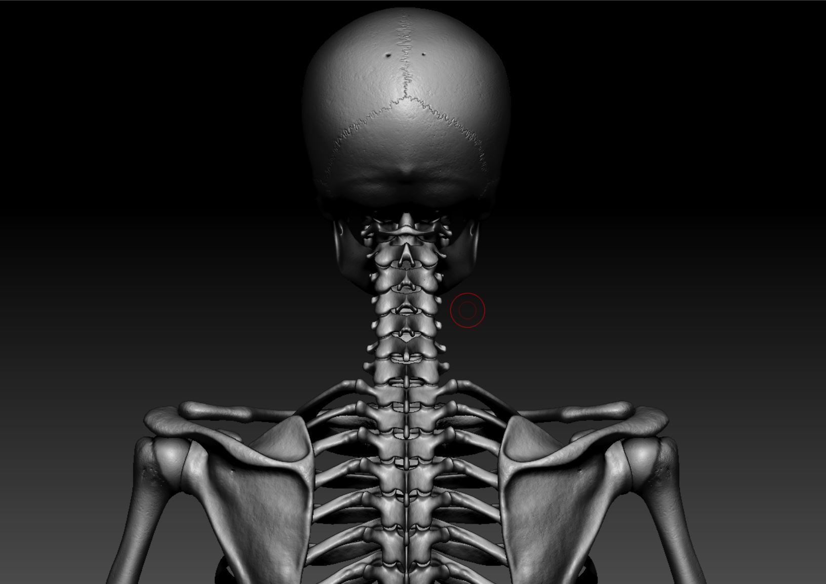 Skeleton - Skeletal System - 3D Printing 3D print model_116
