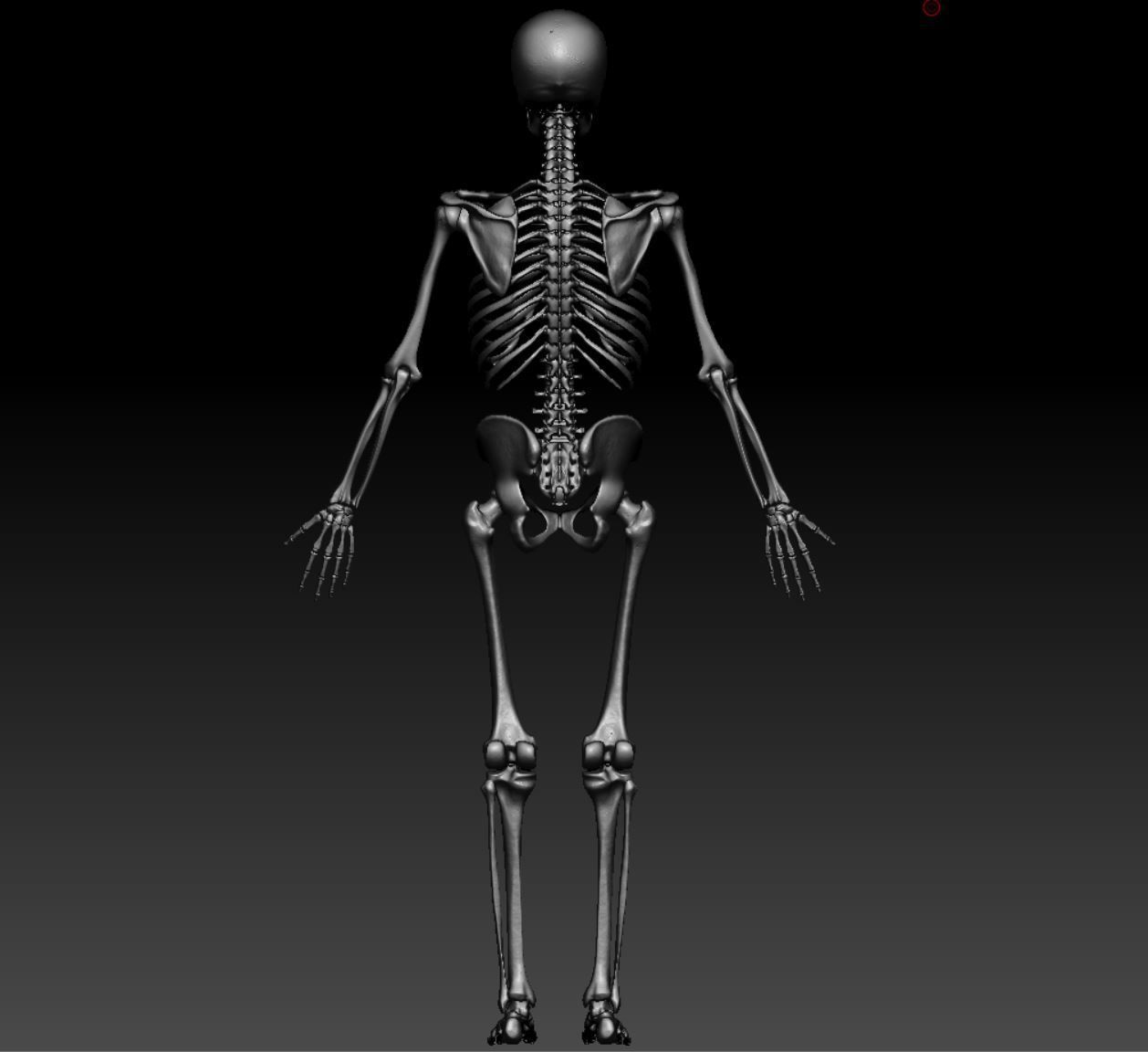 Skeleton - Skeletal System - 3D Printing 3D print model_131