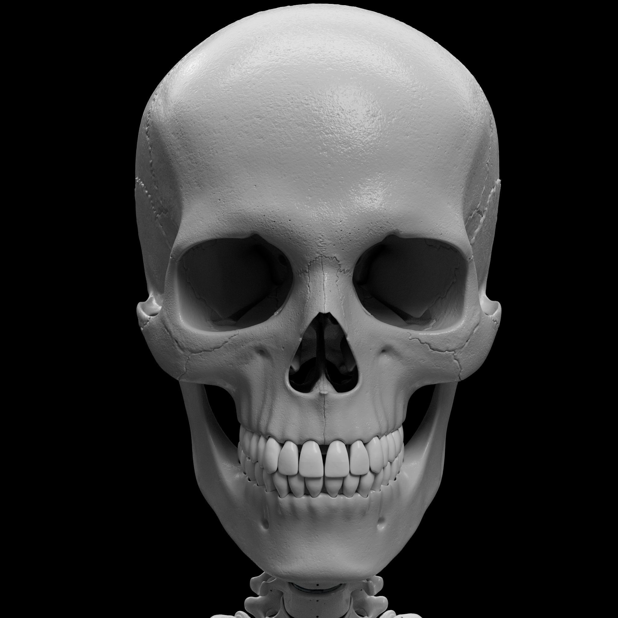 Skeleton - Skeletal System - 3D Printing 3D print model_16