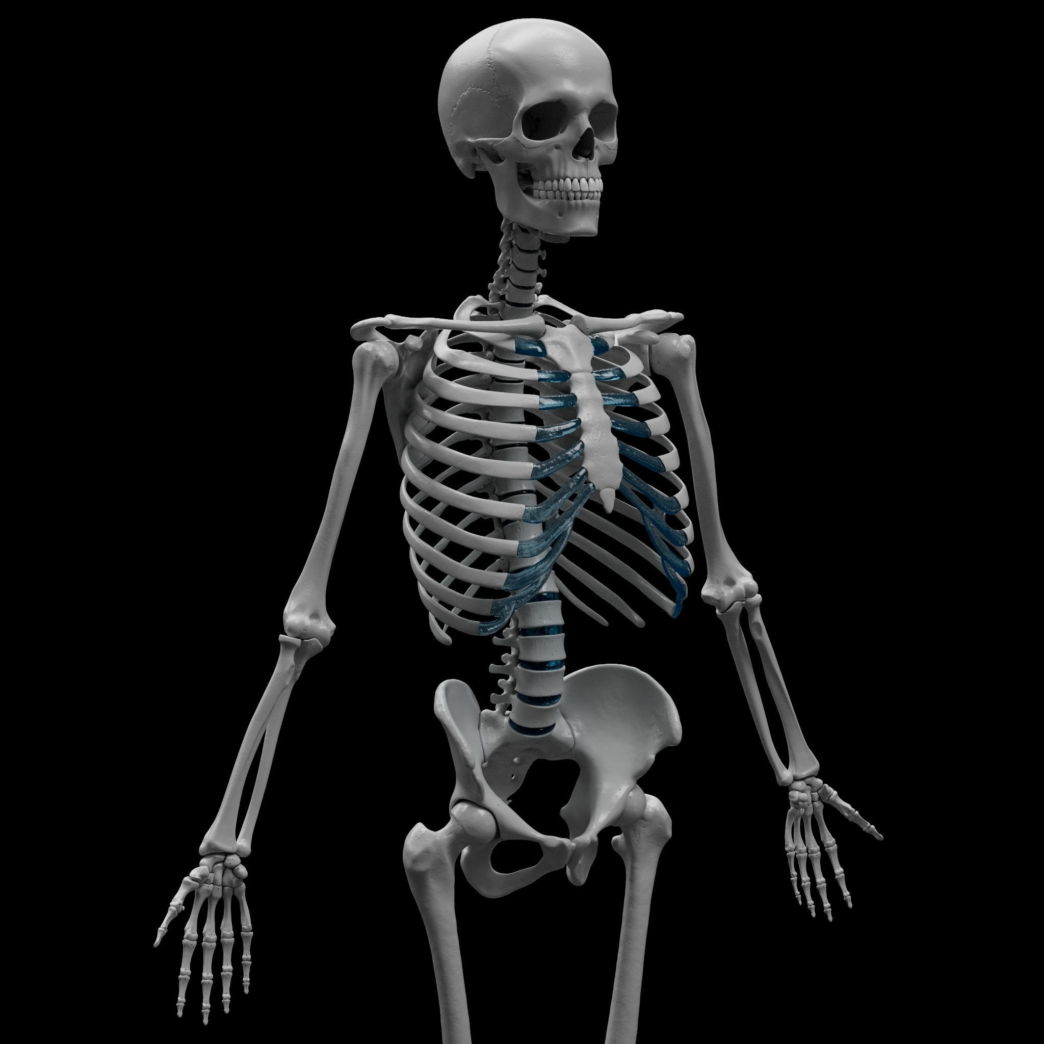 Skeleton - Skeletal System - 3D Printing 3D print model_7