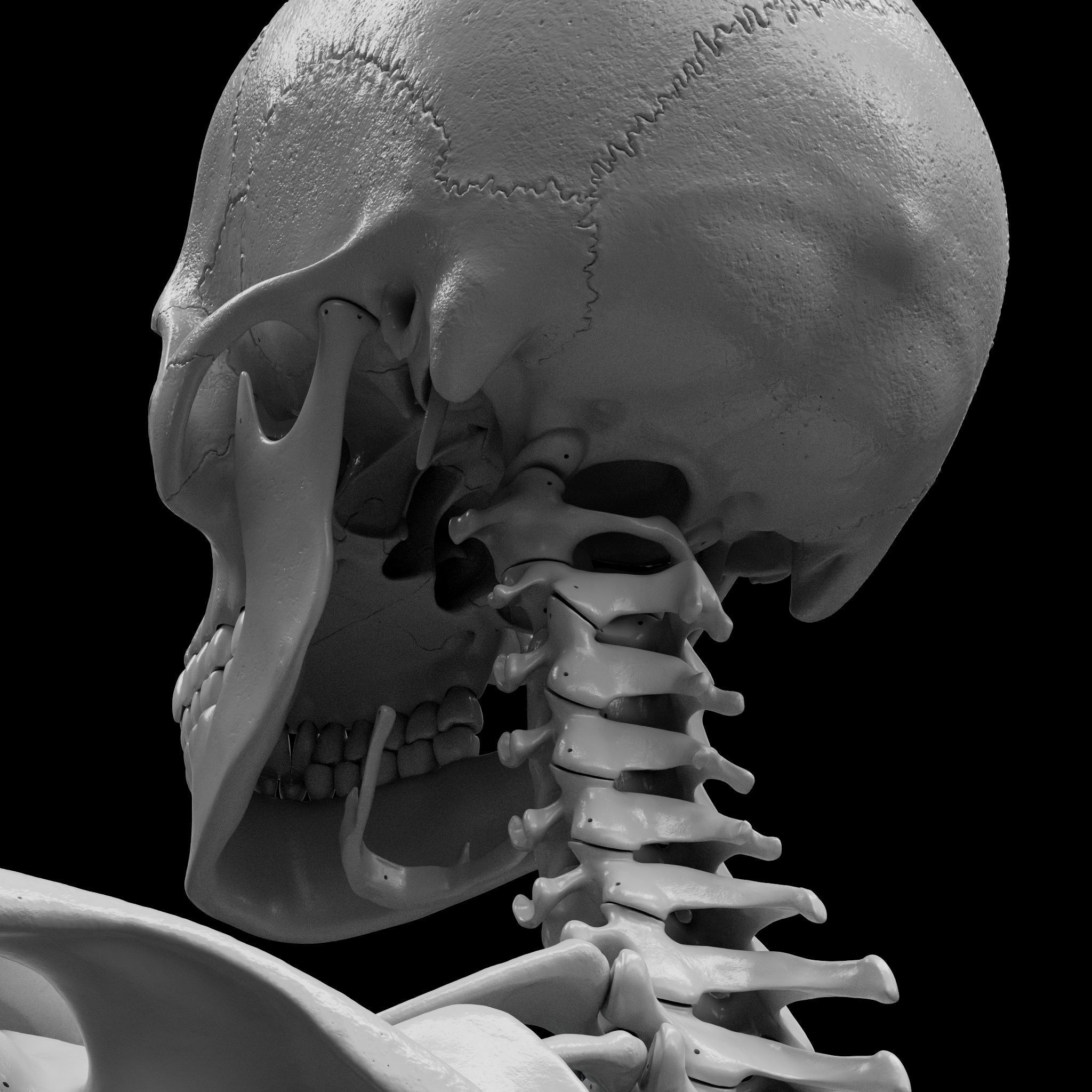 Skeleton - Skeletal System - 3D Printing 3D print model_18