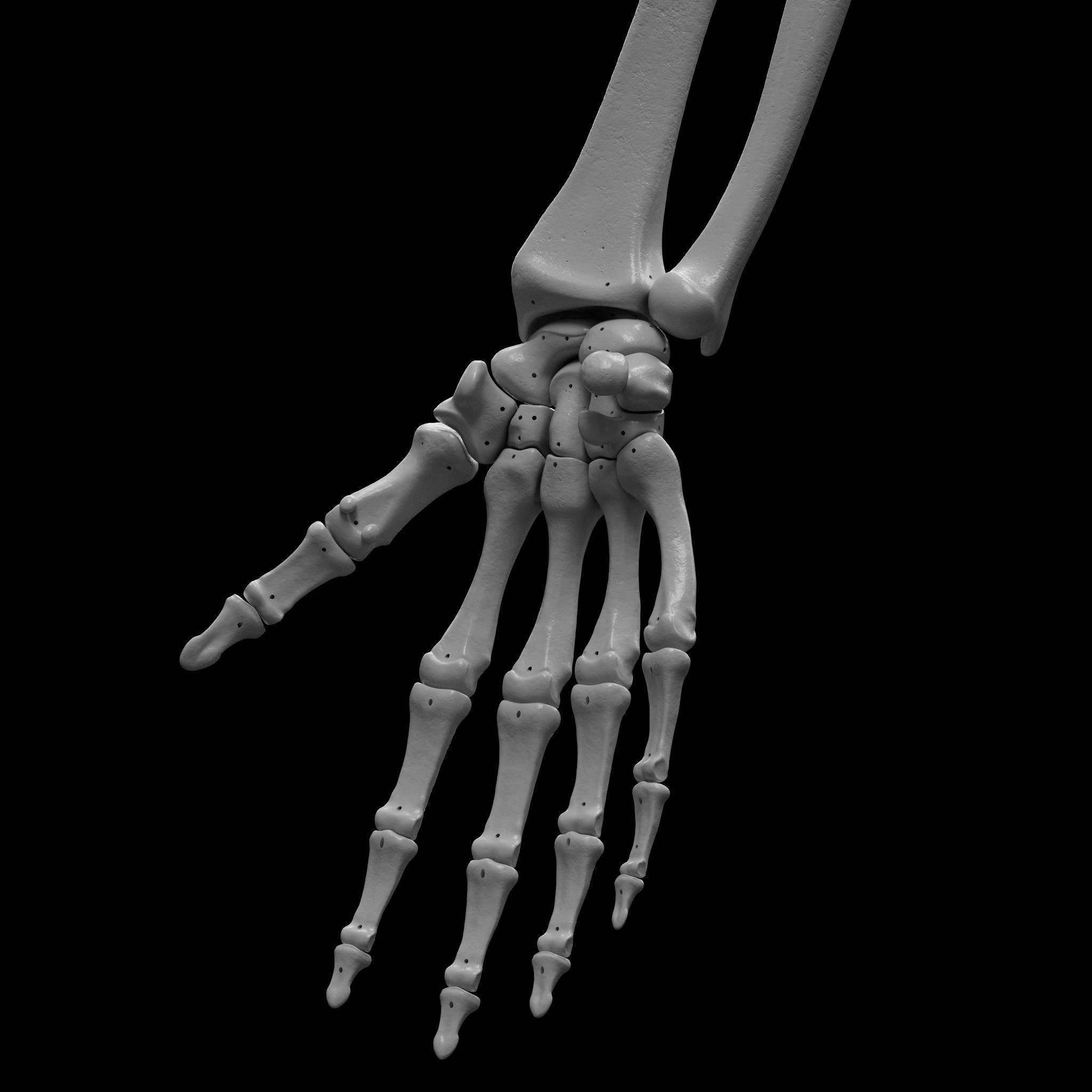 Skeleton - Skeletal System - 3D Printing 3D print model_58