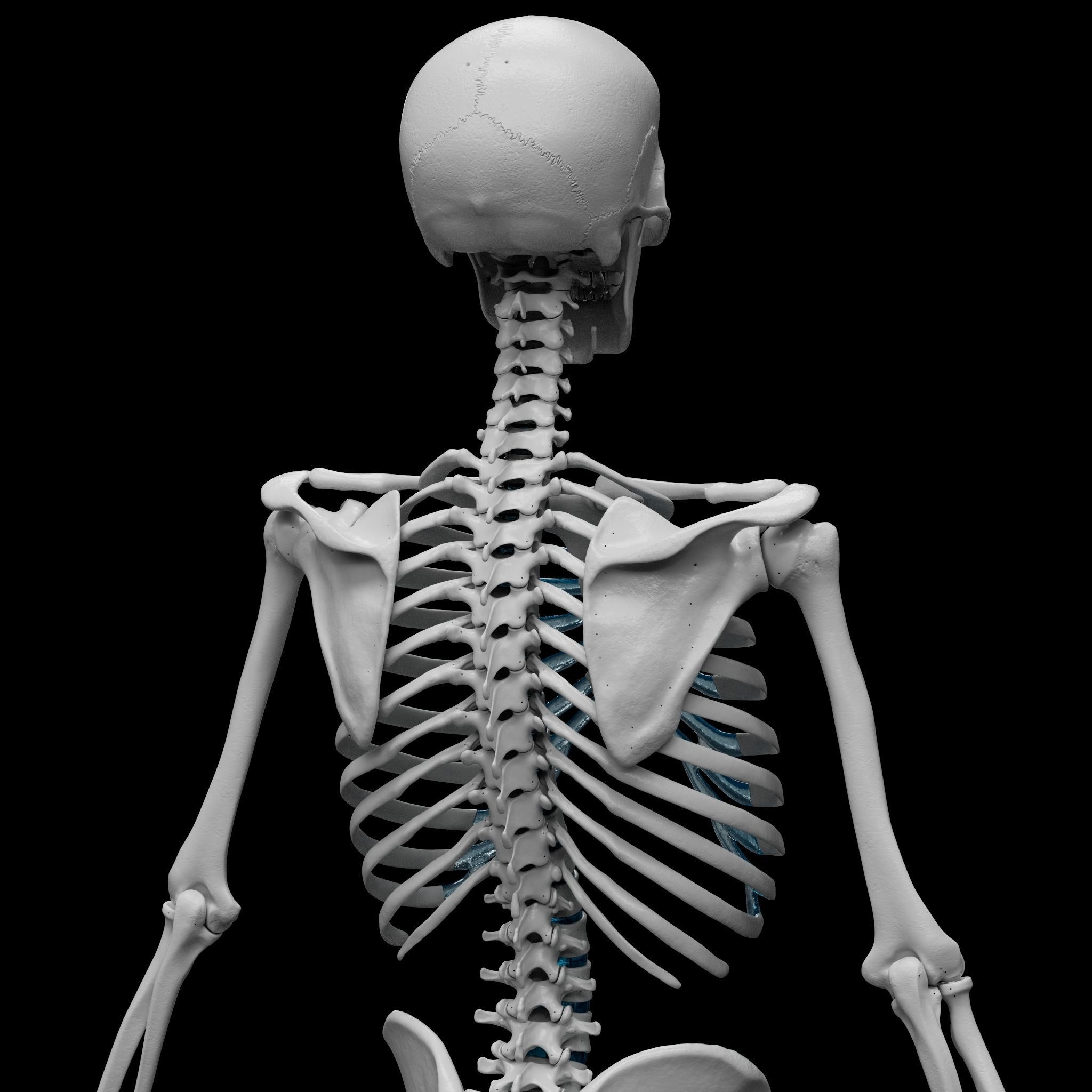 Skeleton - Skeletal System - 3D Printing 3D print model_6