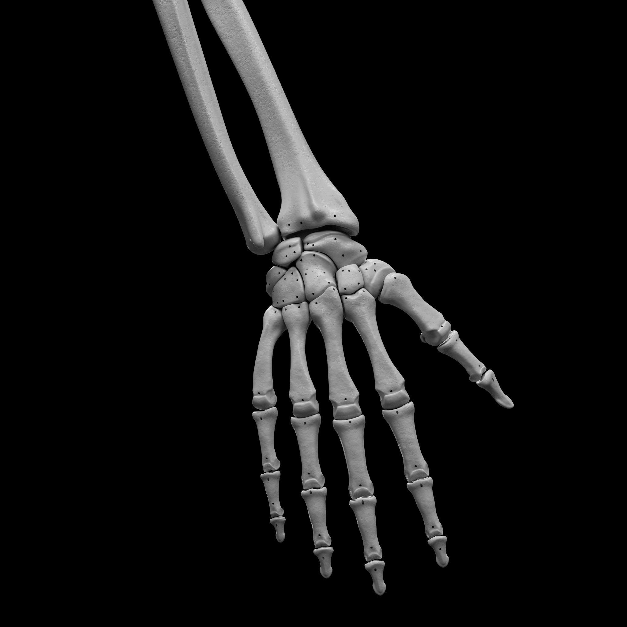 Skeleton - Skeletal System - 3D Printing 3D print model_56