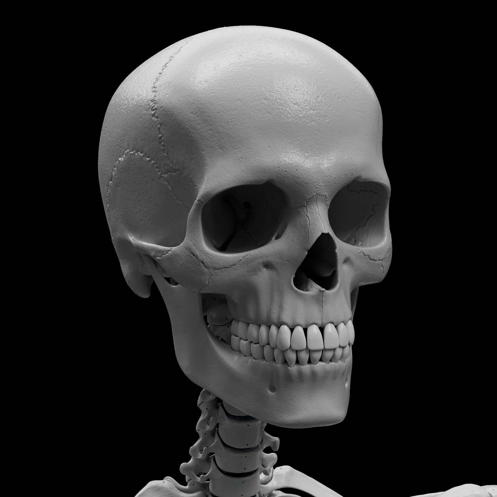 Skeleton - Skeletal System - 3D Printing 3D print model_24