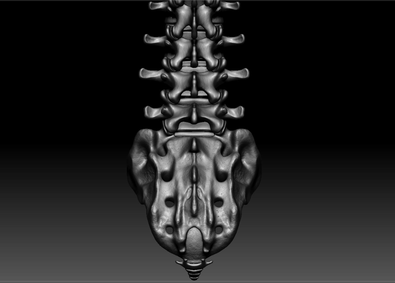 Skeleton - Skeletal System - 3D Printing 3D print model_147