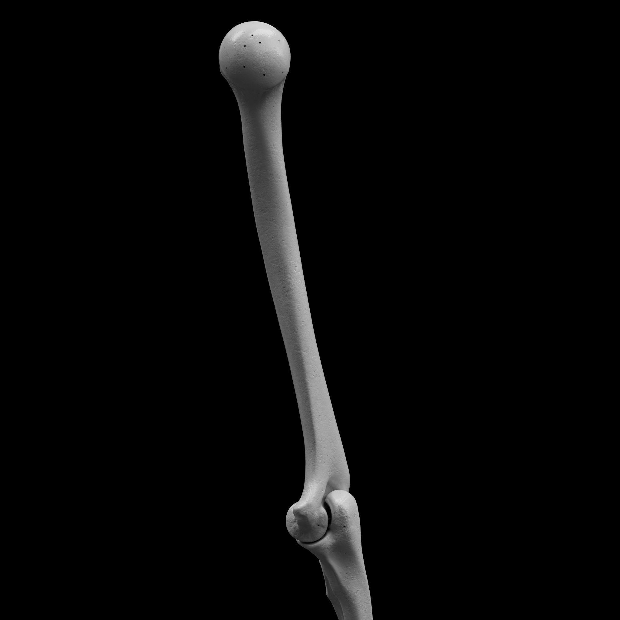 Skeleton - Skeletal System - 3D Printing 3D print model_52