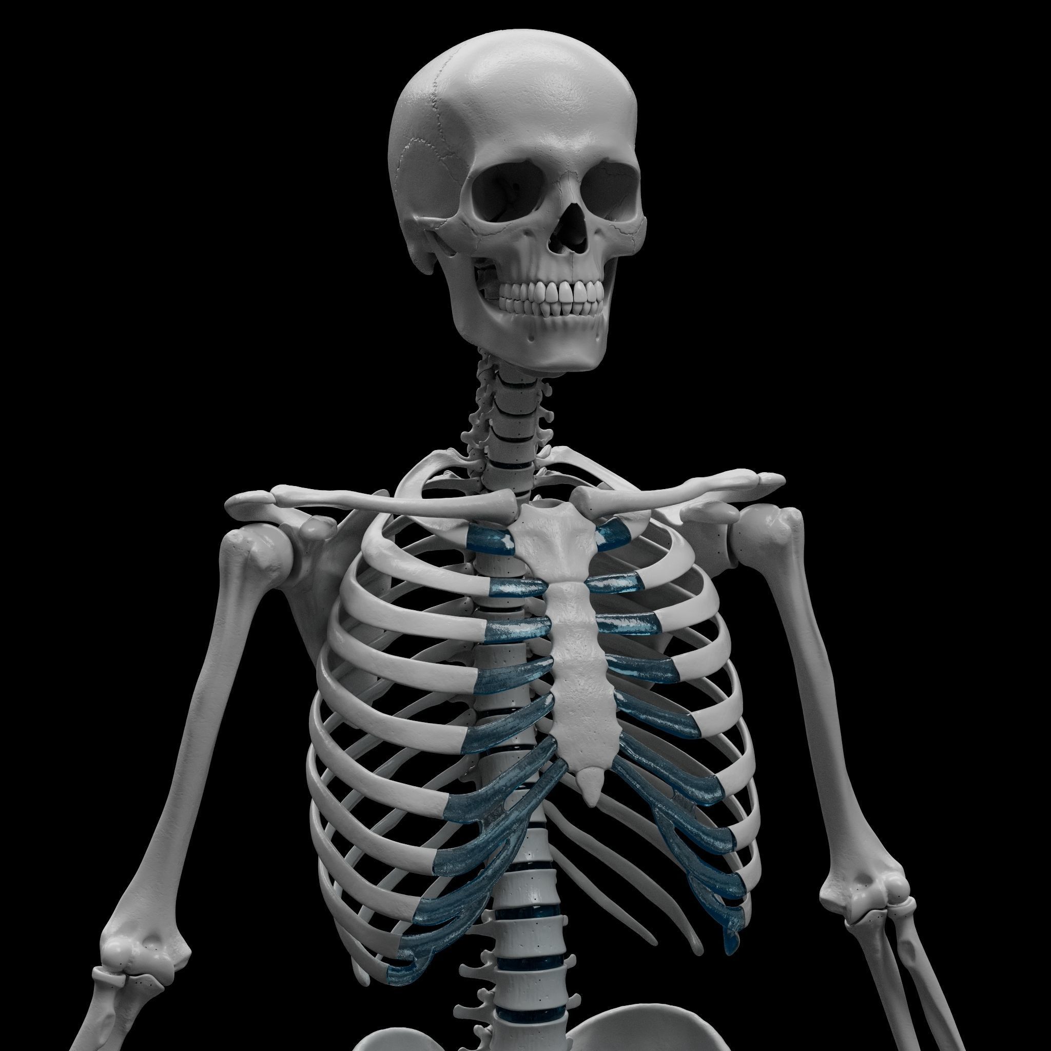 Skeleton - Skeletal System - 3D Printing 3D print model_2
