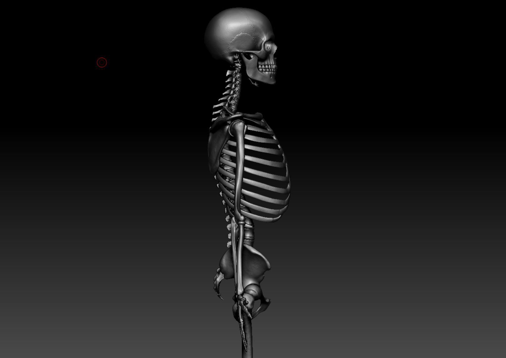Skeleton - Skeletal System - 3D Printing 3D print model_115