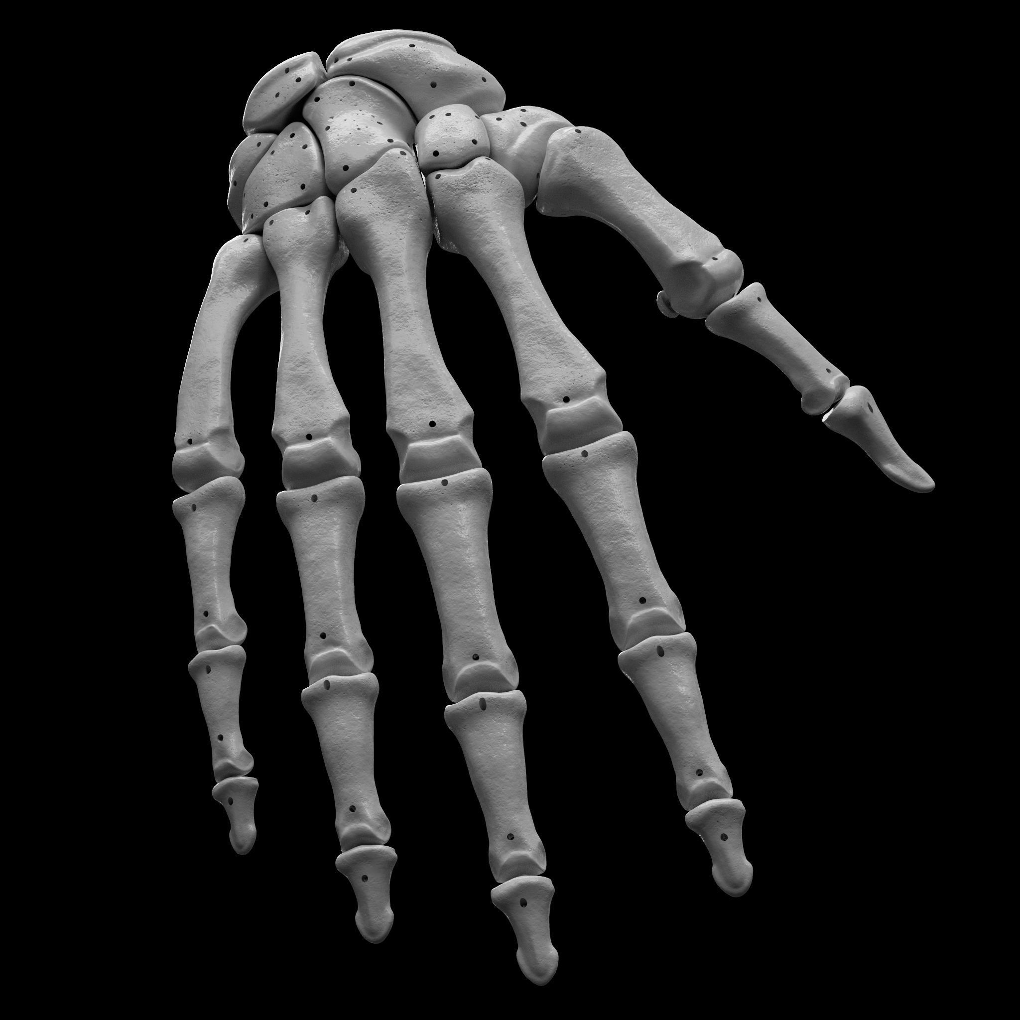 Skeleton - Skeletal System - 3D Printing 3D print model_64