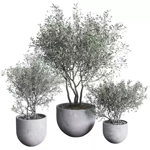 Oilve Trees in an old earthenware vase outdoor plant set 147