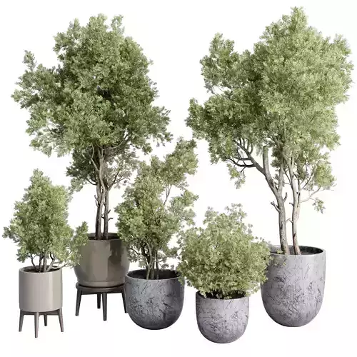 Trees in an old concrete vase outdoor plant set 148