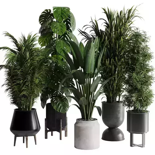 indoor plant set 345 ravenala bamboo monstera palm concrete vase