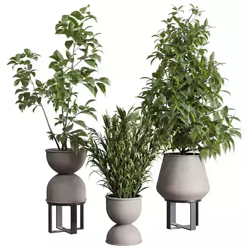 indoor plant set 344 ficus palm concrete dirty vase