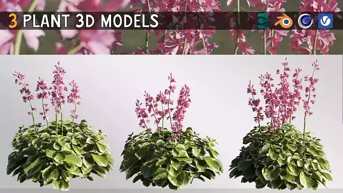 3 Hosta Francee Plant