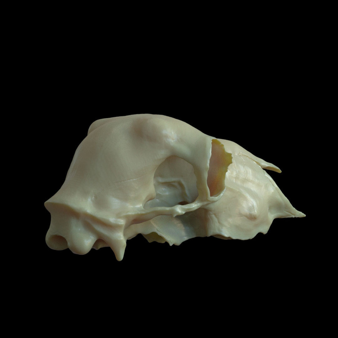 Sheep skull for 3D print 3D print model_2
