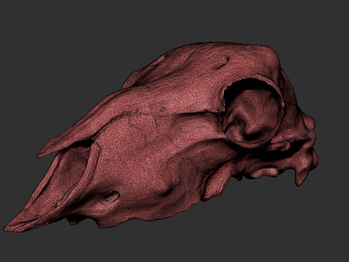 Sheep skull for 3D print 3D print model_4