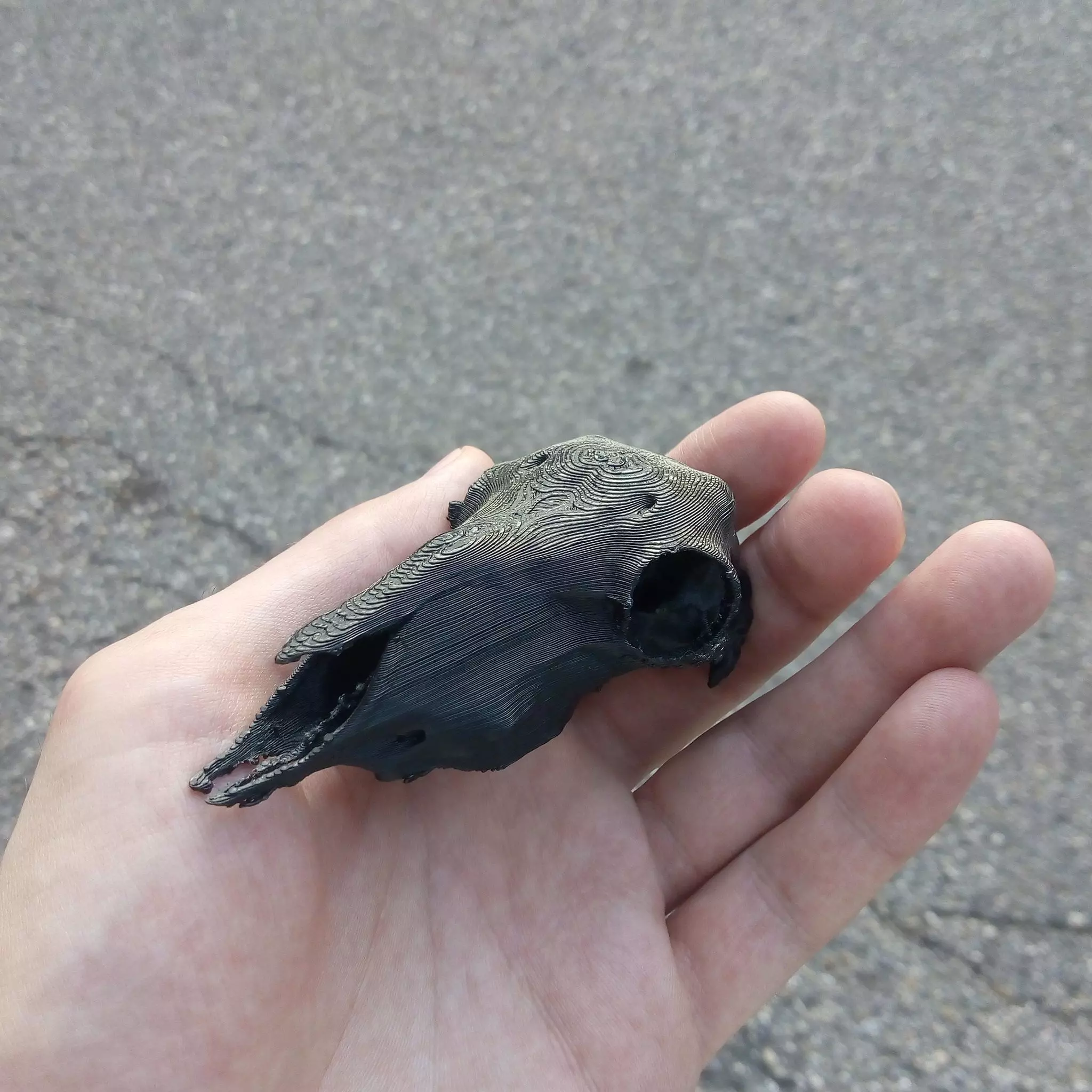 Sheep skull for 3D print 3D print model_0