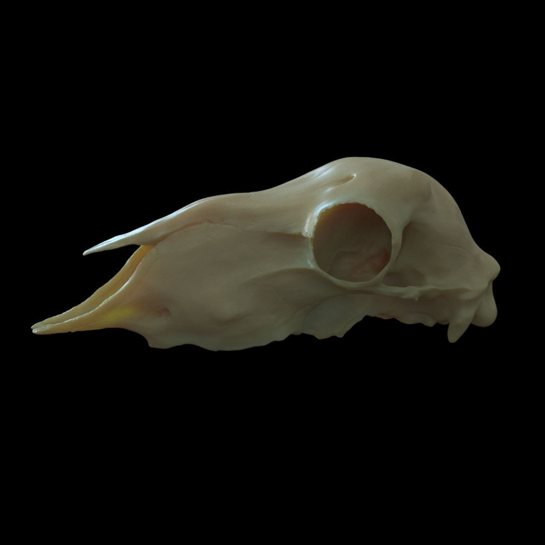 Sheep skull for 3D print 3D print model_3