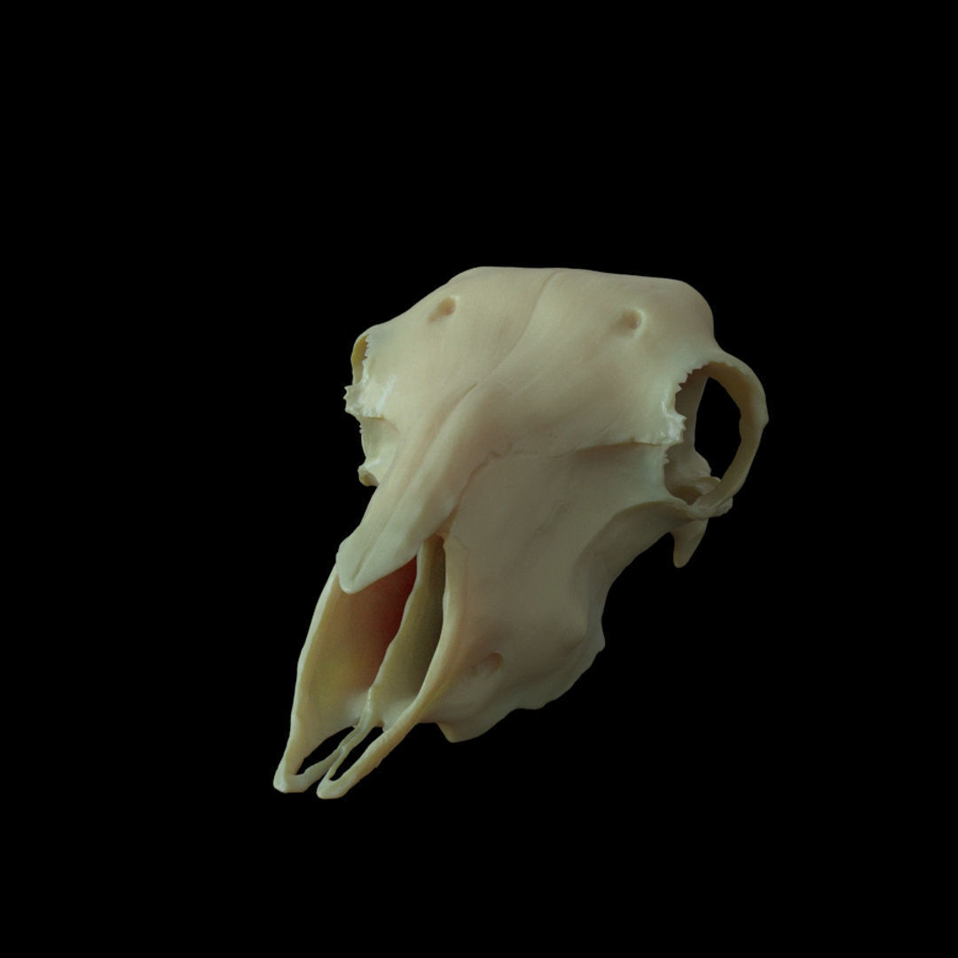 Sheep skull for 3D print 3D print model_1