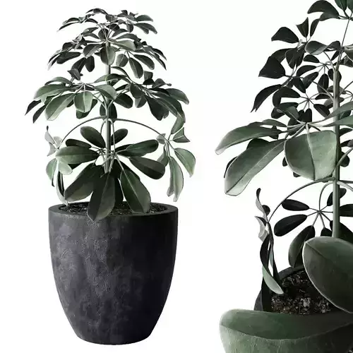 indoor plant 001 Low-poly 3D model