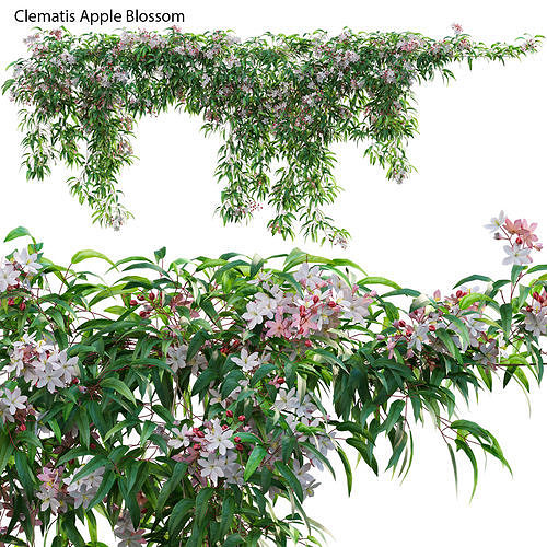 Clematis Apple Blossom 01 3D model