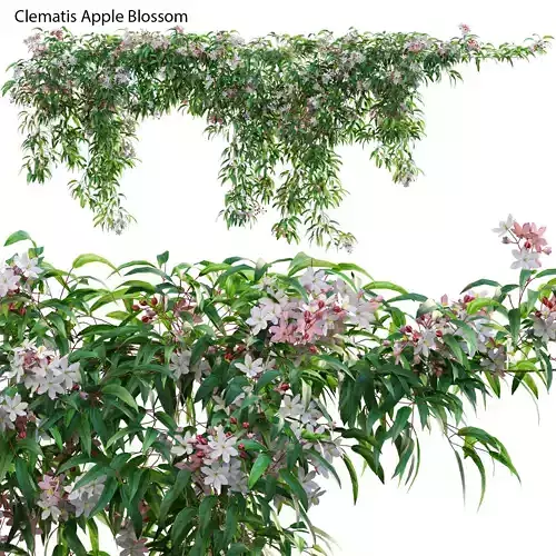 Clematis Apple Blossom 01 3D model