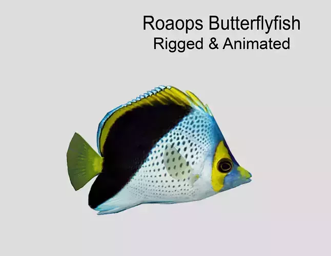Roaops Butterflyfish