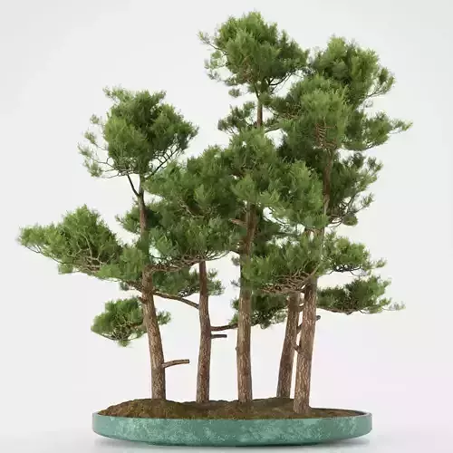 Bonsai tree