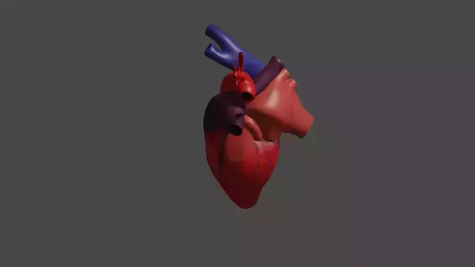 Anatomical model of the human heart Low-poly 3D model
