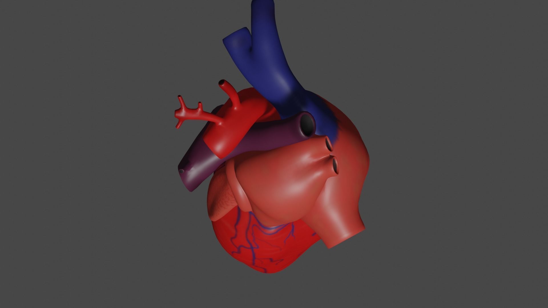 Anatomical model of the human heart Low-poly 3D model_11