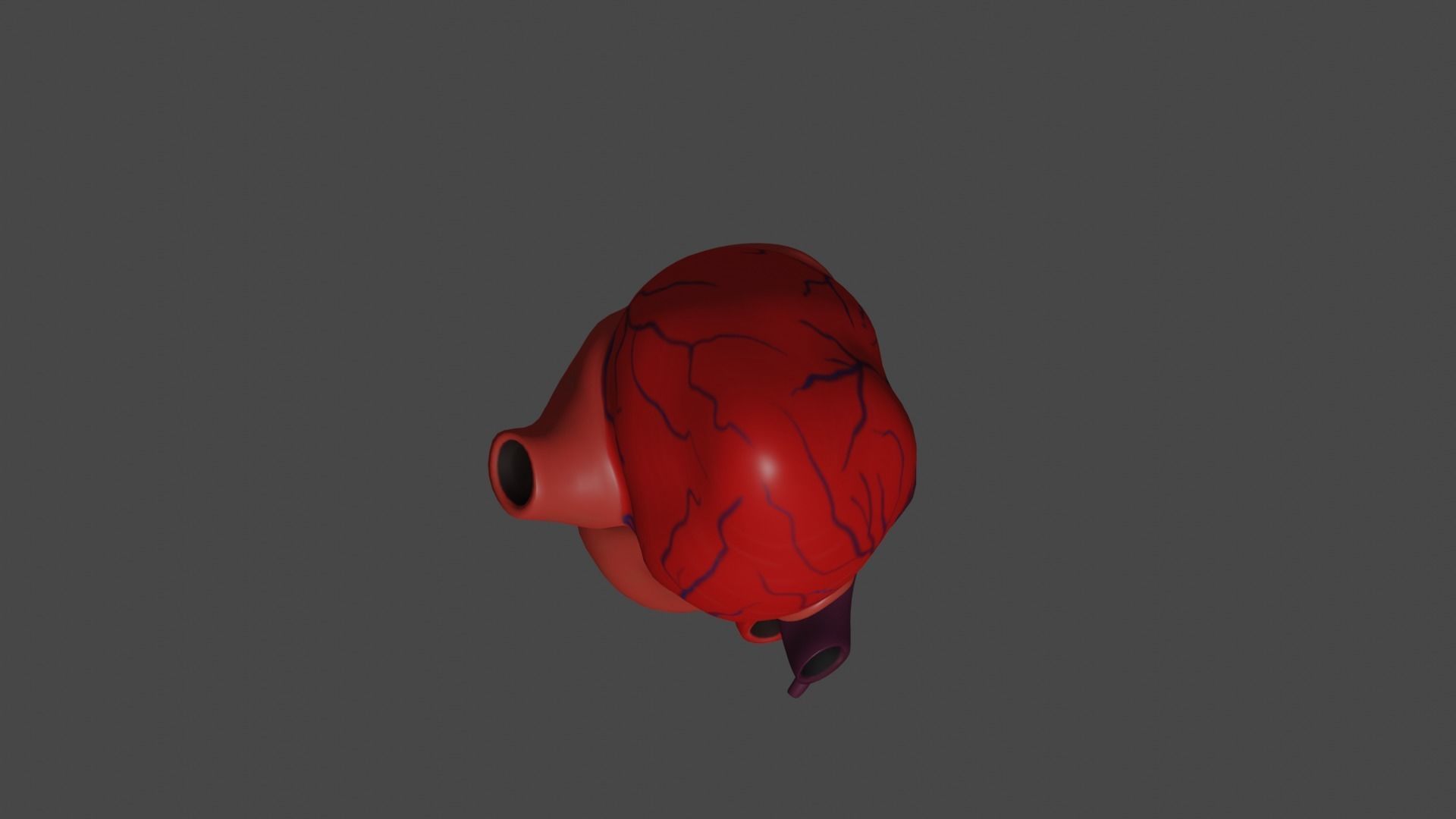 Anatomical model of the human heart Low-poly 3D model_8