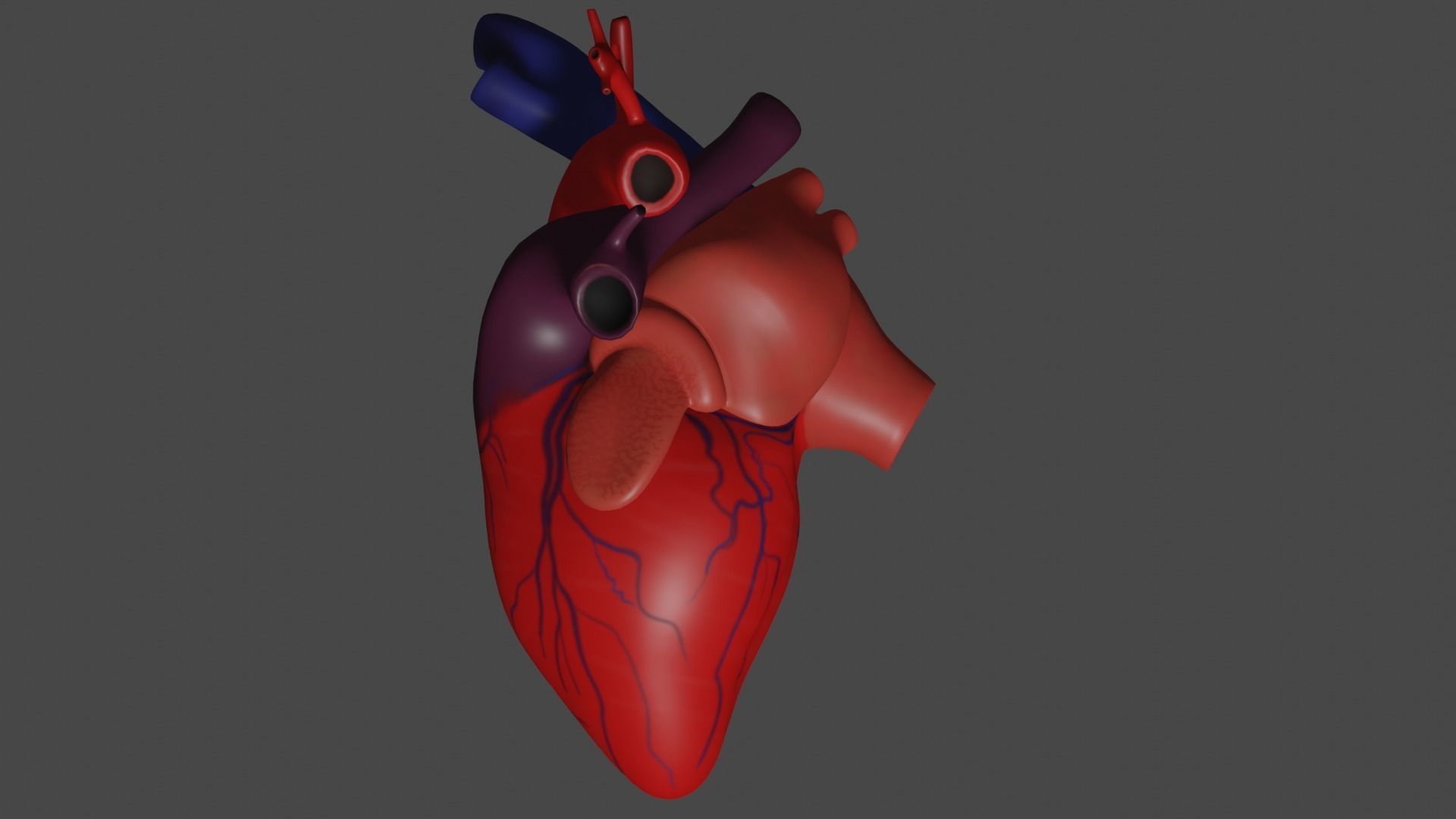 Anatomical model of the human heart Low-poly 3D model_14