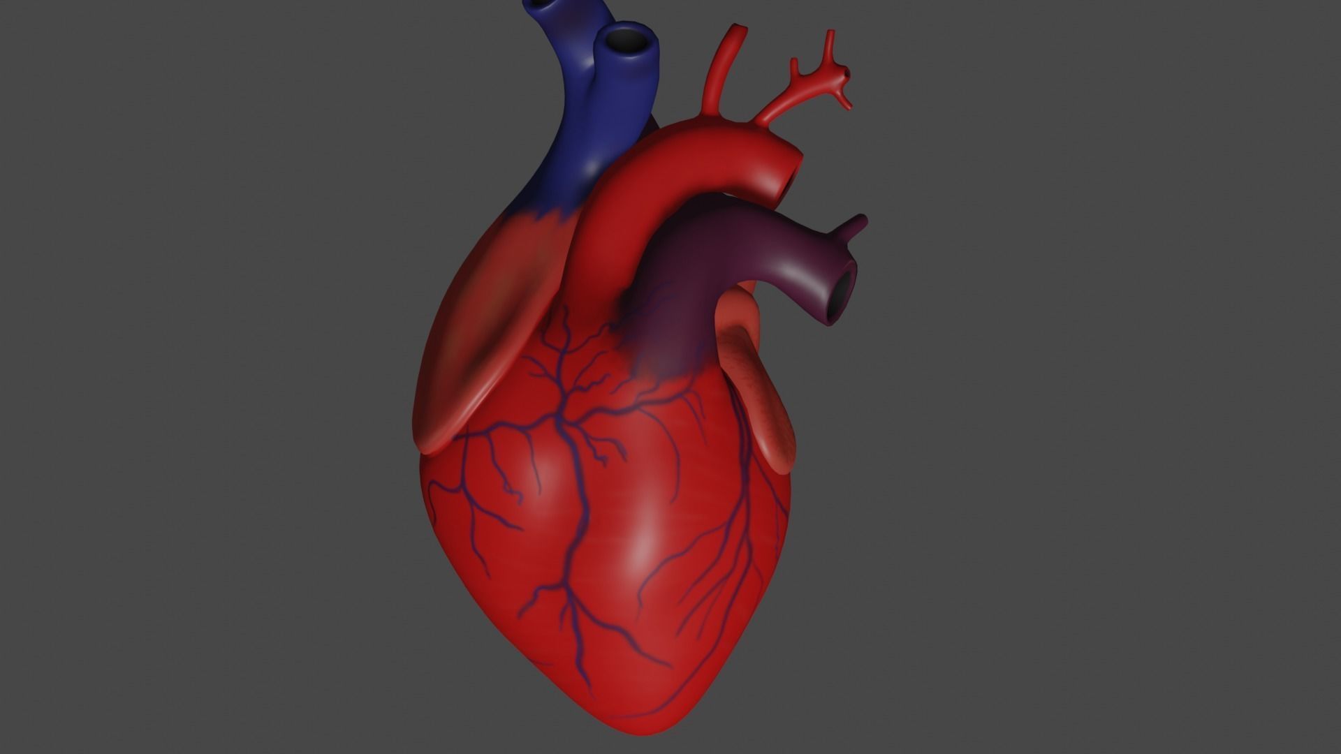 Anatomical model of the human heart Low-poly 3D model_15