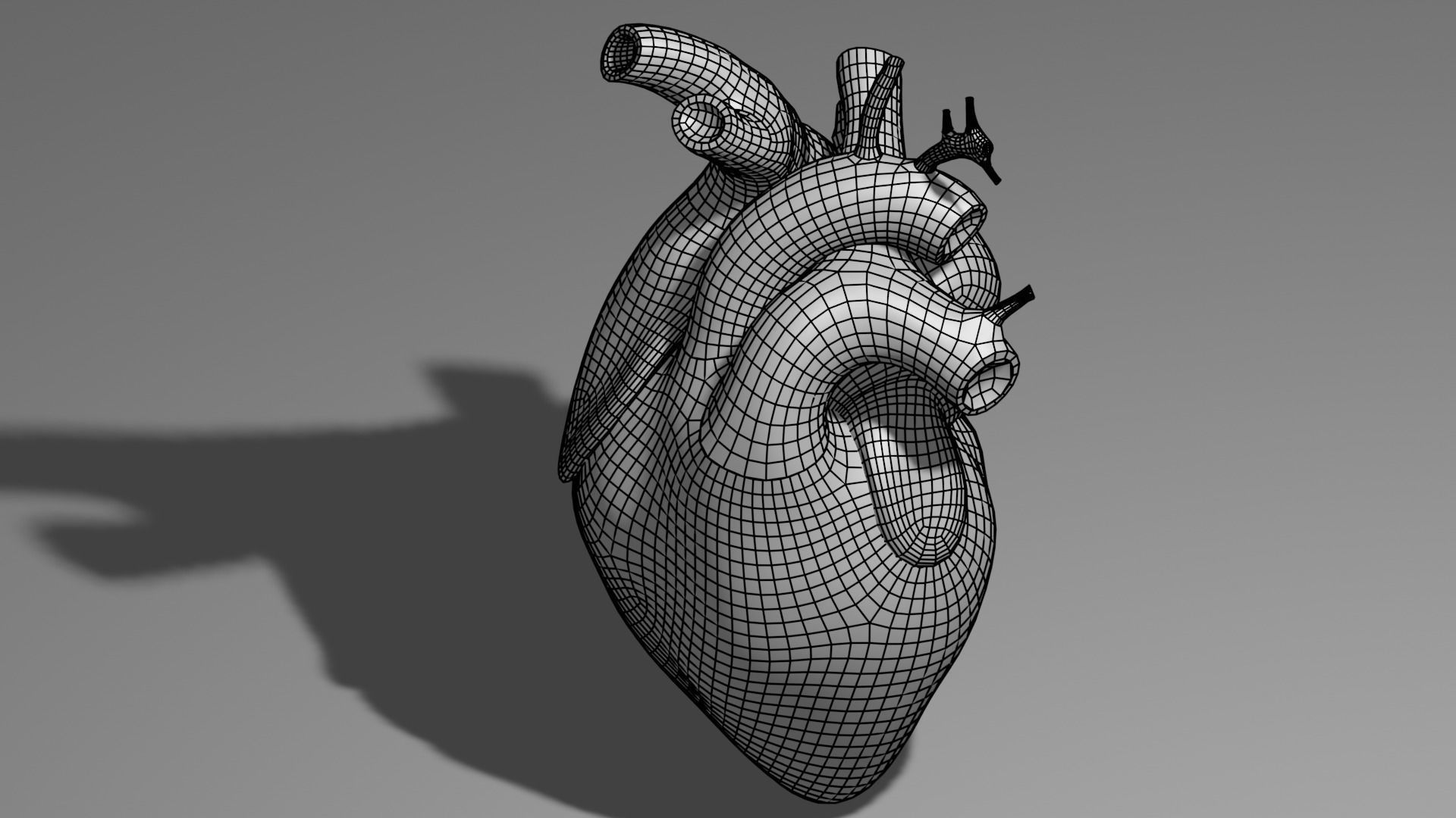 Anatomical model of the human heart Low-poly 3D model_19