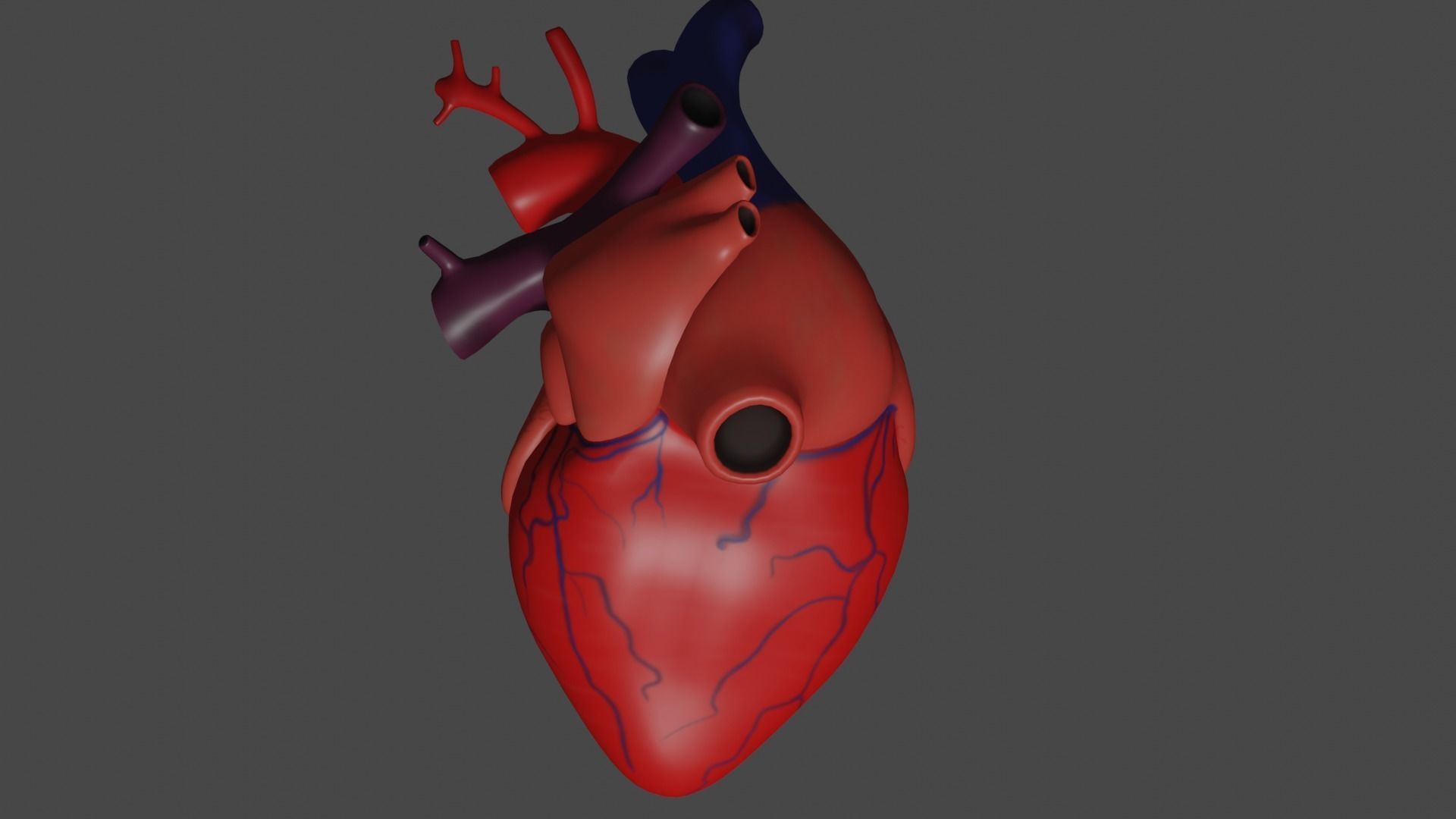 Anatomical model of the human heart Low-poly 3D model_9