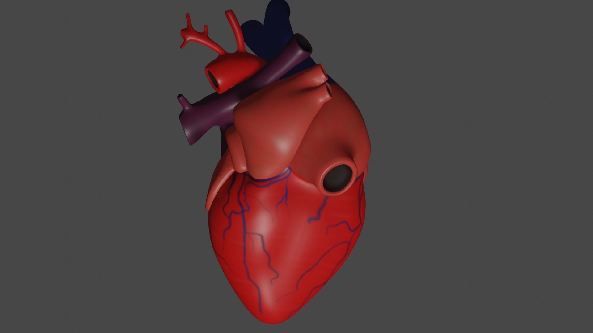 Anatomical model of the human heart Low-poly 3D model_13