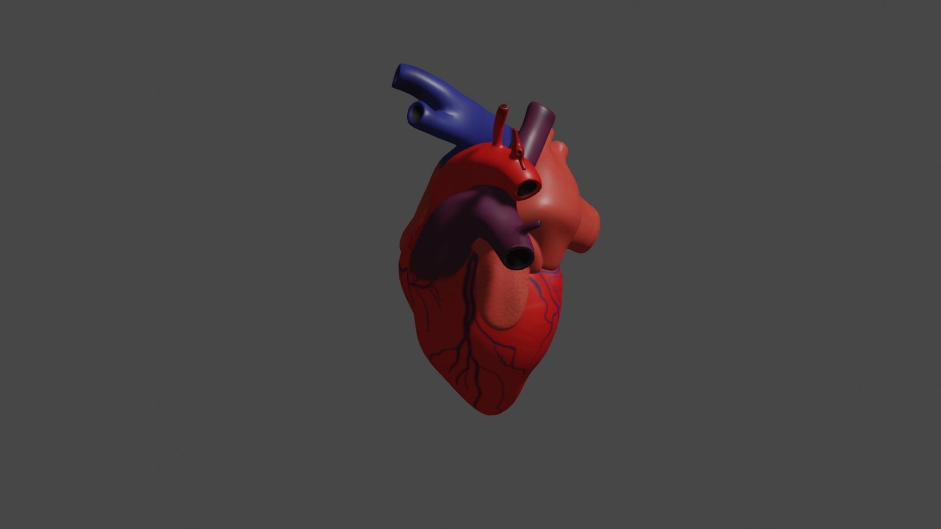 Anatomical model of the human heart Low-poly 3D model_3