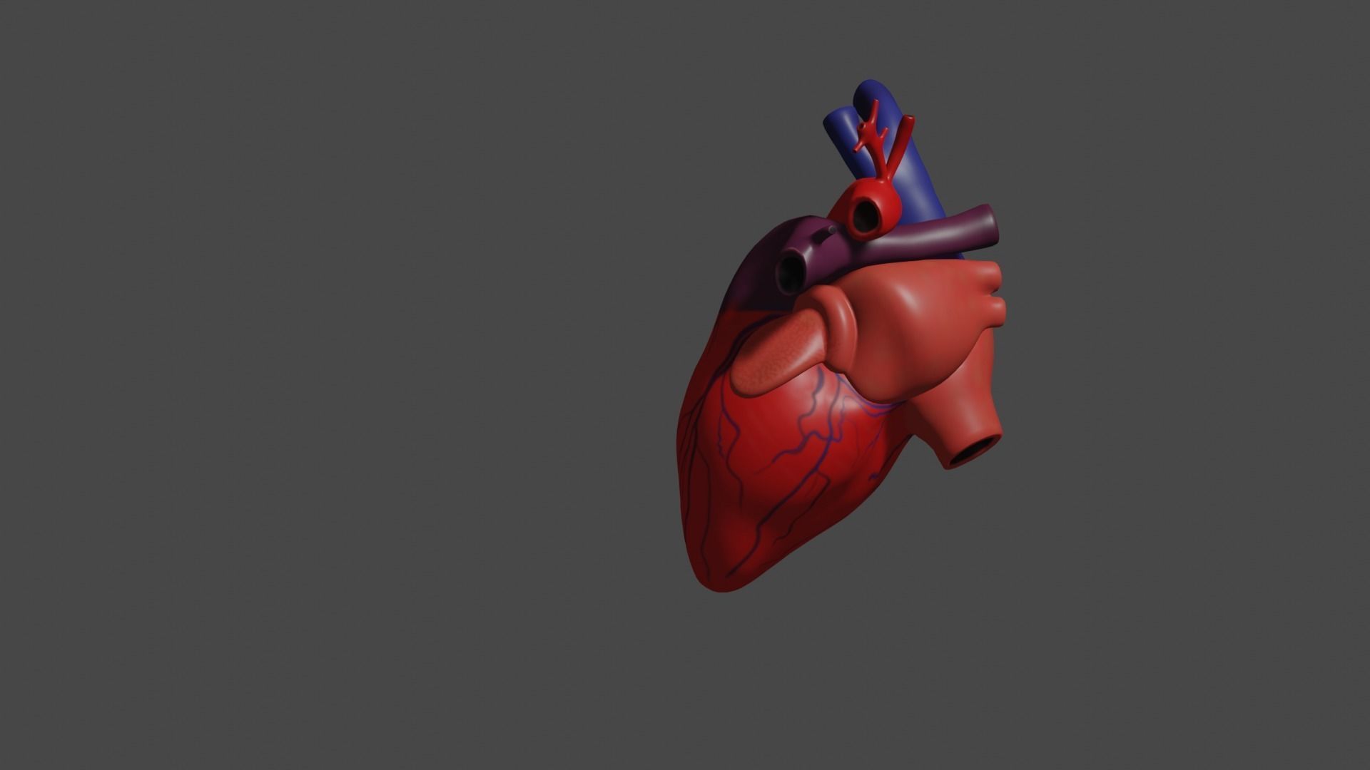 Anatomical model of the human heart Low-poly 3D model_4