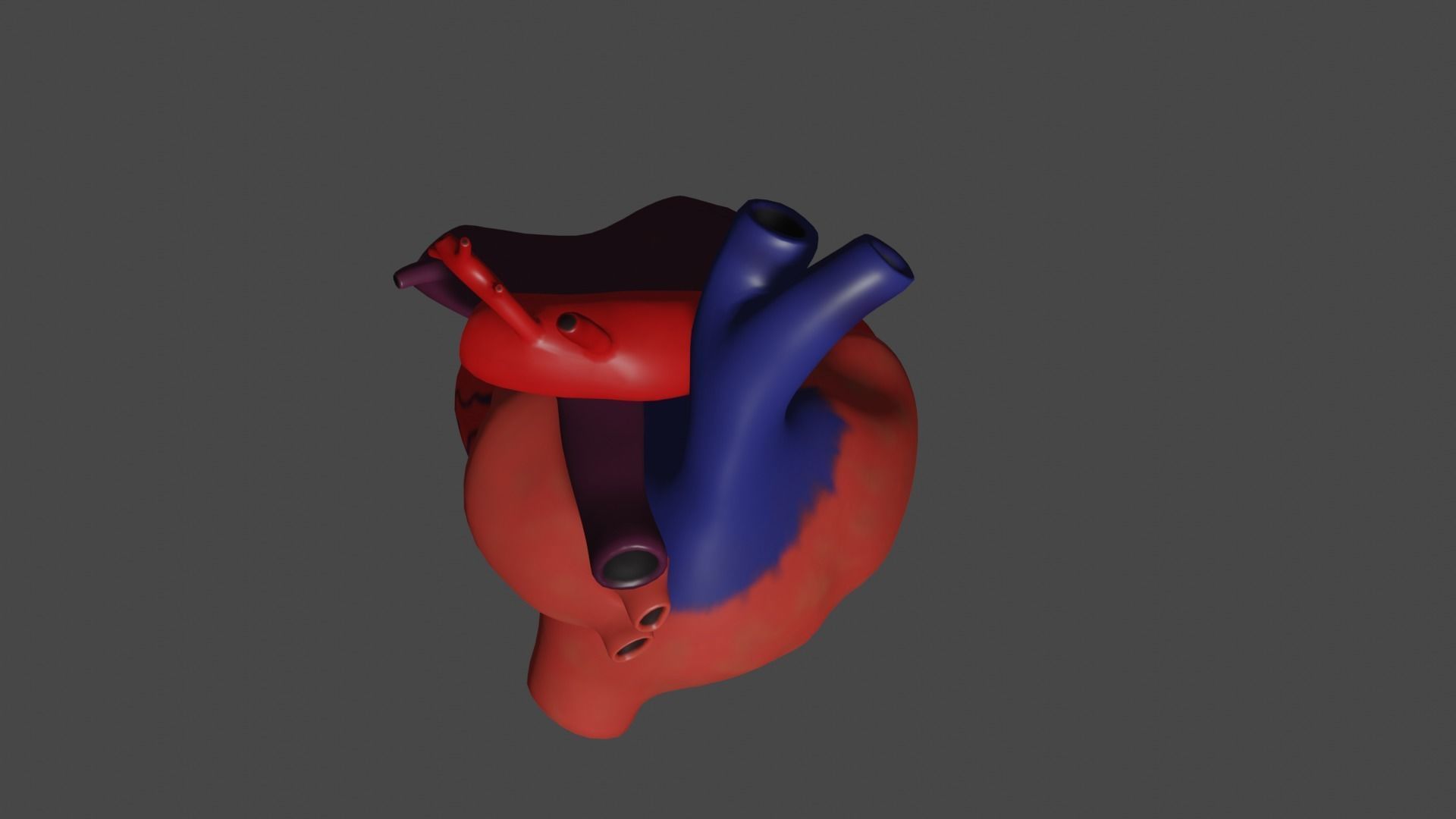 Anatomical model of the human heart Low-poly 3D model_5