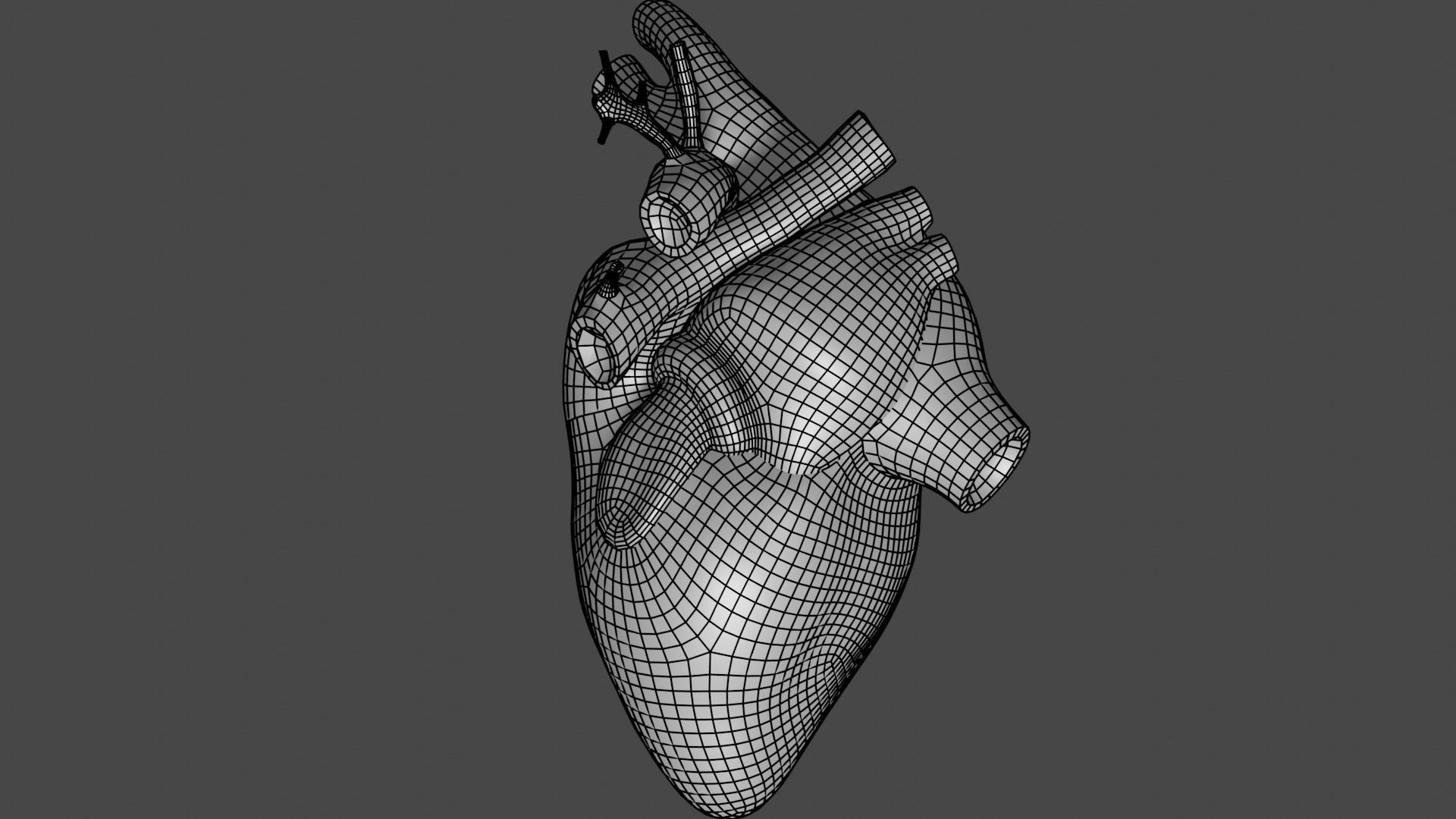 Anatomical model of the human heart Low-poly 3D model_17