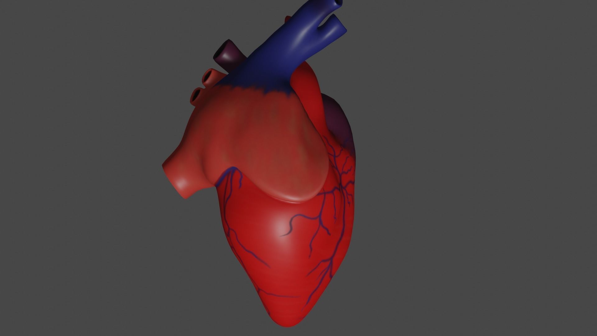 Anatomical model of the human heart Low-poly 3D model_7