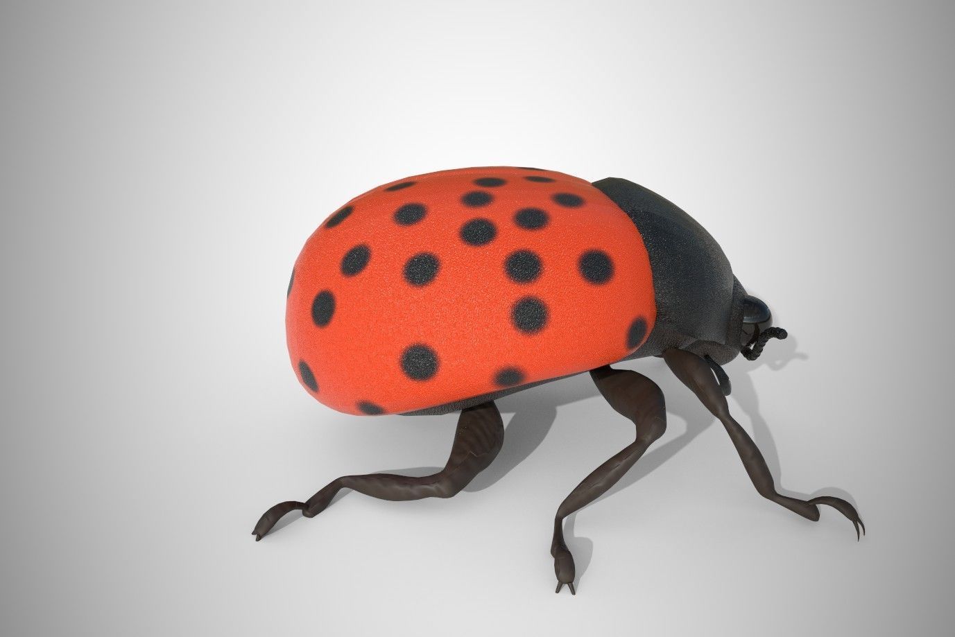 Lady Bug 3D Model 3D model_2