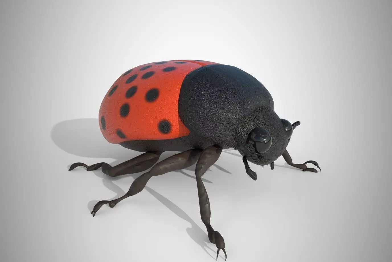 Lady Bug 3D Model 3D model_0