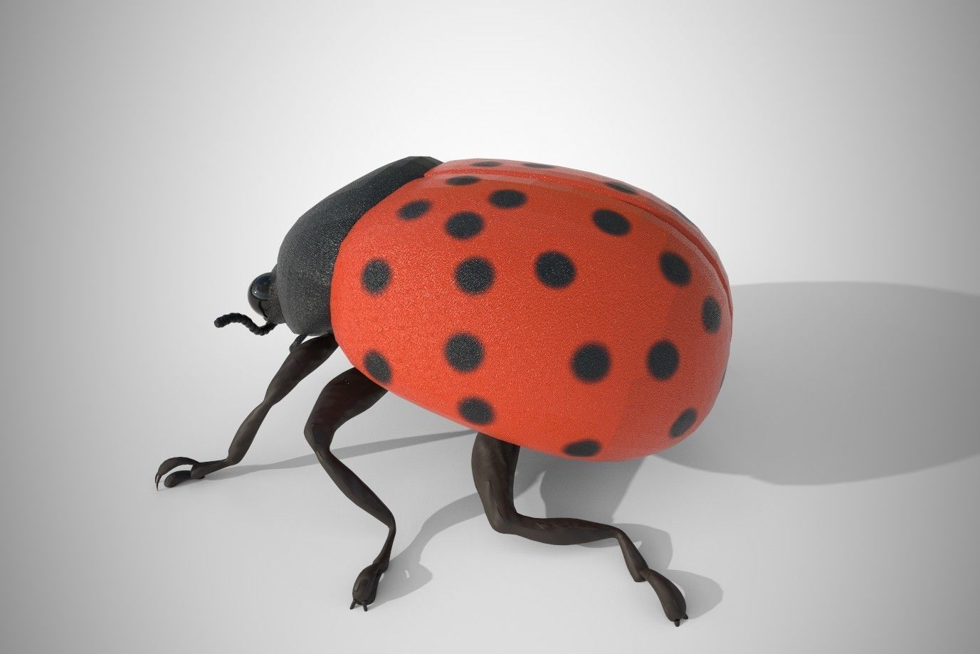 Lady Bug 3D Model 3D model_1