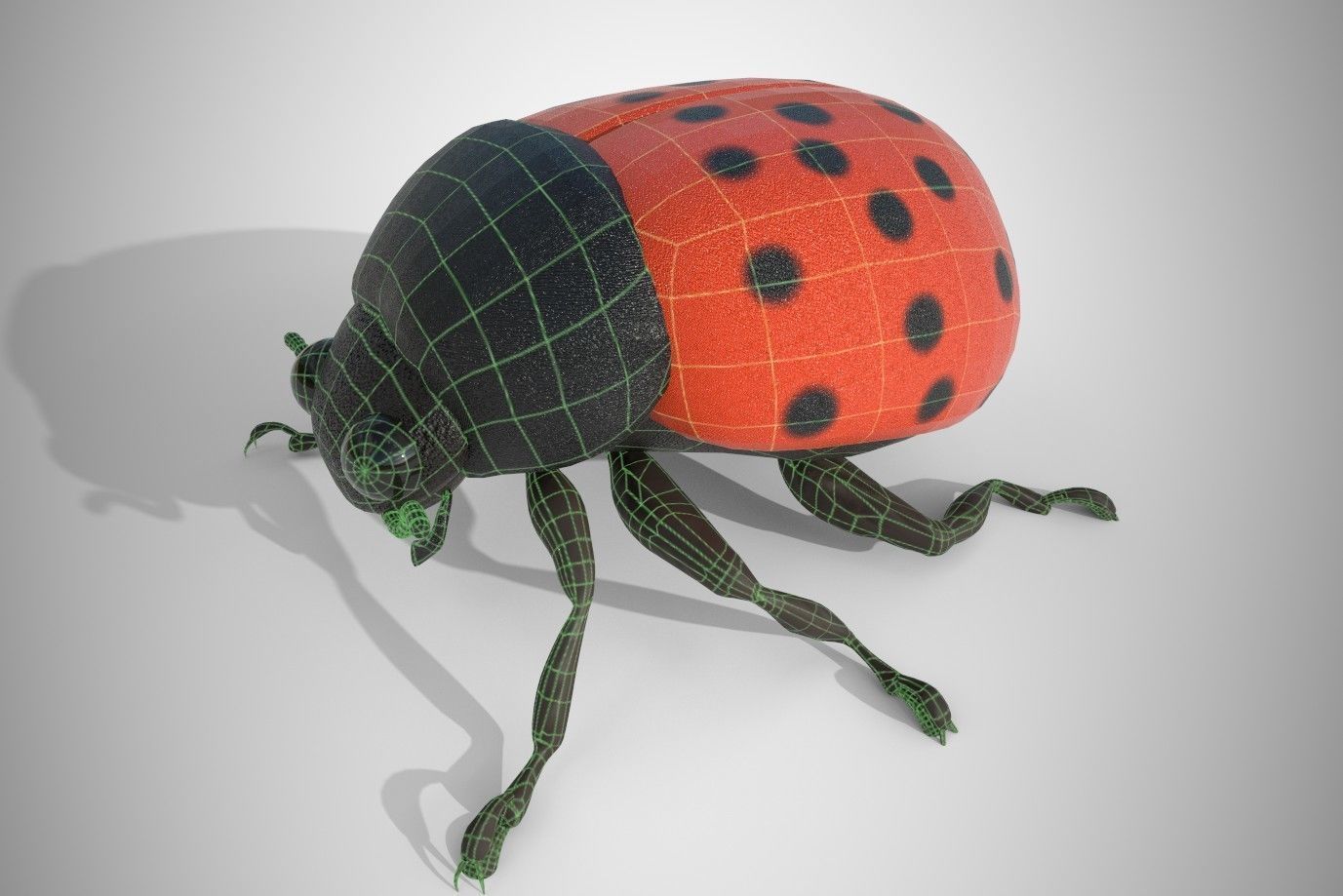 Lady Bug 3D Model 3D model_3